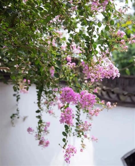 紫薇開花期|【紫薇開花期】紫薇：燦爛綻放的夏日時光，深入瞭解紫薇開花期。